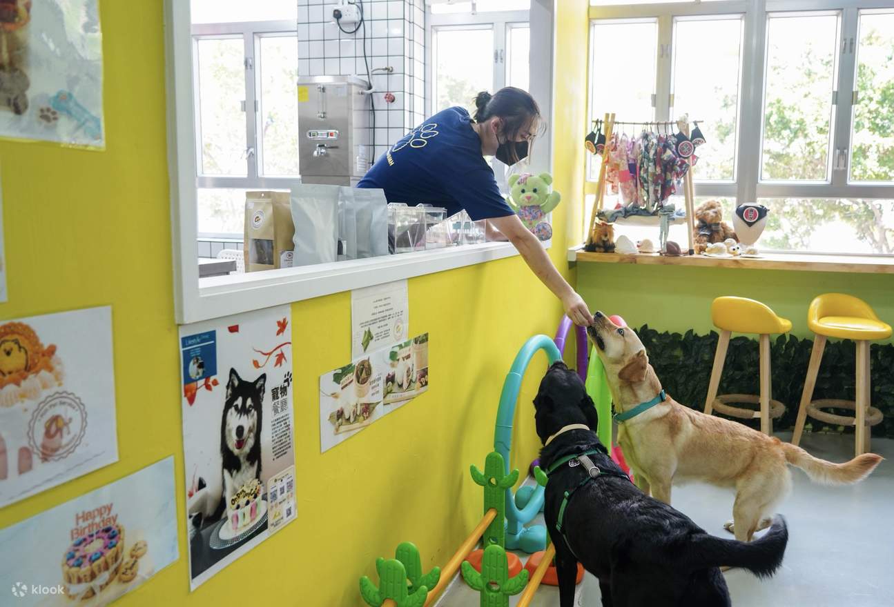 On Dog Dog Cafe Pet Interaction Experience in Hong Kong Klook